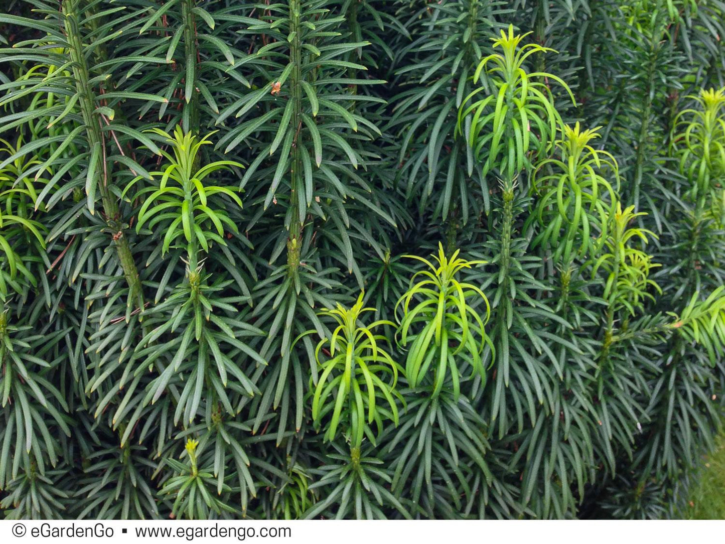 Cephalotaxus Harringtonia Fastigiata - View 10 from www redcrocus com