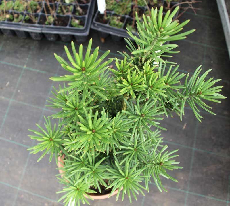 Cephalotaxus Harringtonia Fastigiata - View 14 from www redcrocus com