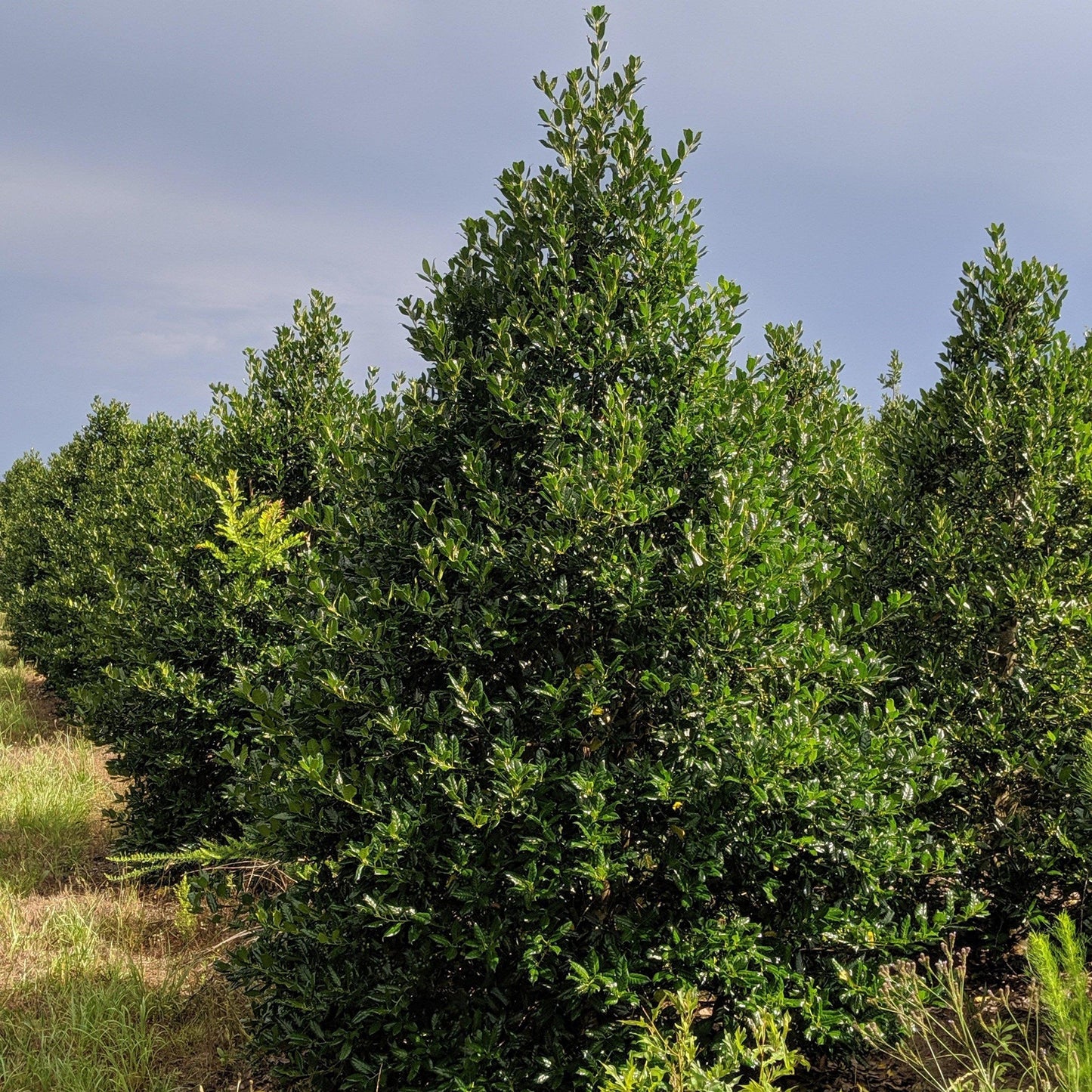Ilex X 'nellie R Stevens' - View 12 from www redcrocus com