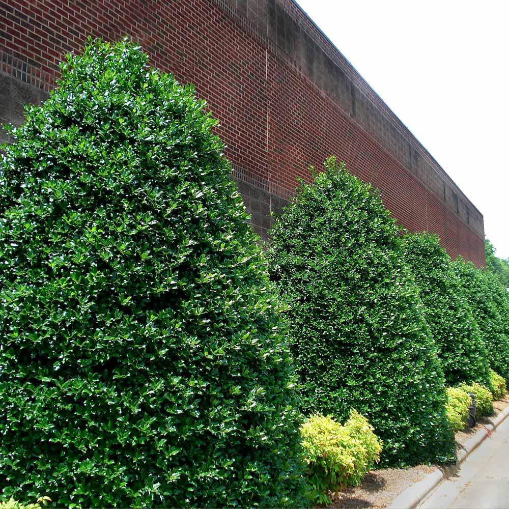 Ilex X 'nellie R Stevens' - View 16 from www redcrocus com