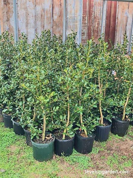 Ilex X 'nellie R Stevens' - View 19 from www redcrocus com