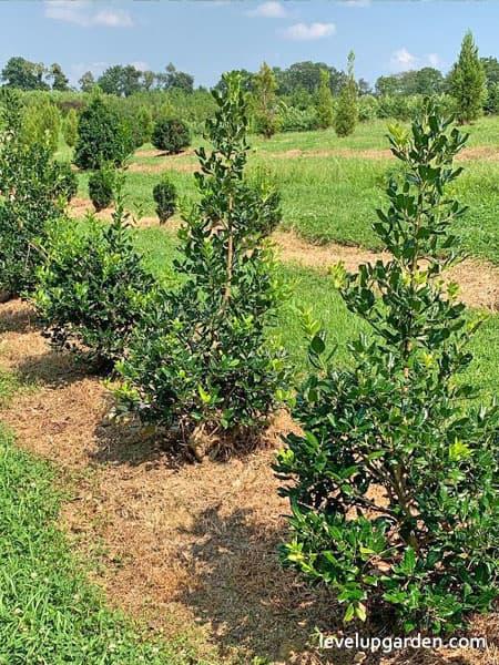 Ilex X 'nellie R Stevens' - View 21 from www redcrocus com