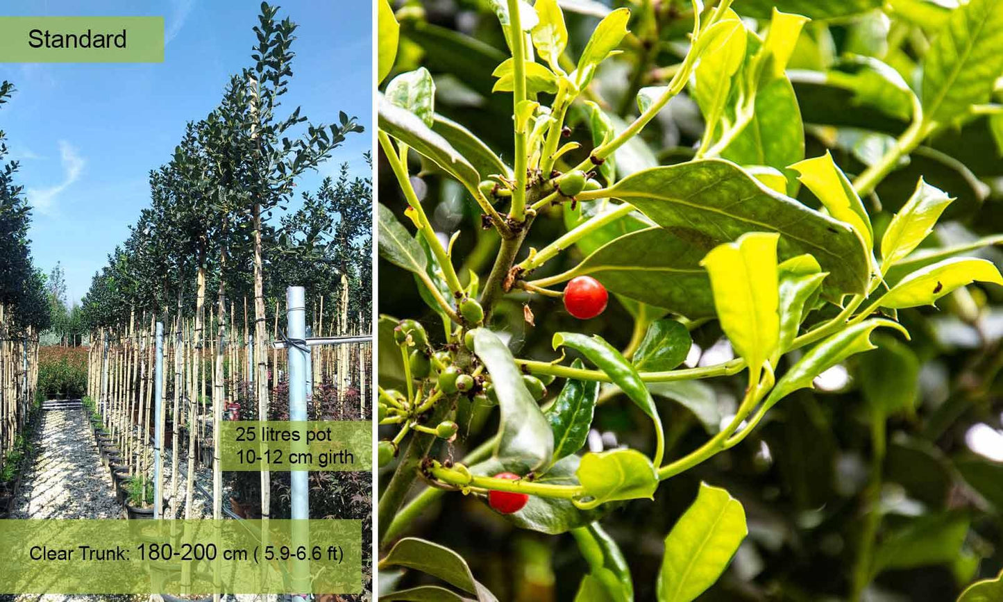 Ilex X 'nellie R Stevens' - View 23 from www redcrocus com