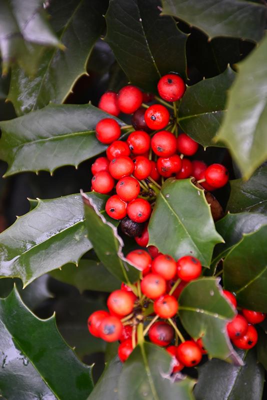 Ilex X 'nellie R Stevens' - View 2 from www redcrocus com