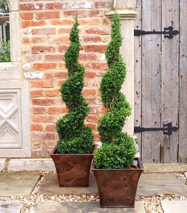 Buxus Microphylla Green Mountain Spiral - View 15 from www redcrocus com