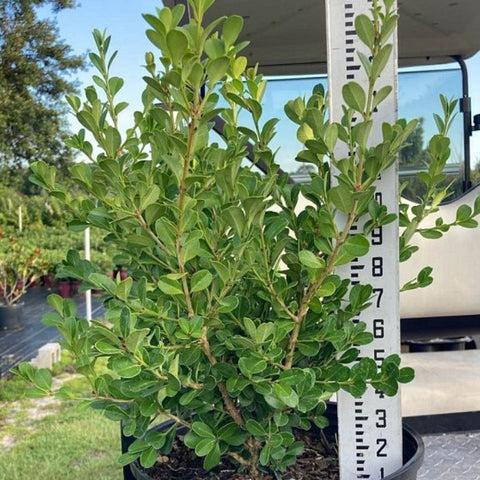 Buxus Microphylla Green Mountain Spiral - View 18 from www redcrocus com