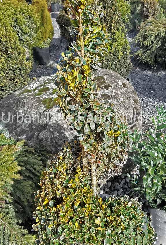Buxus Microphylla Green Mountain Spiral - View 3 from www redcrocus com