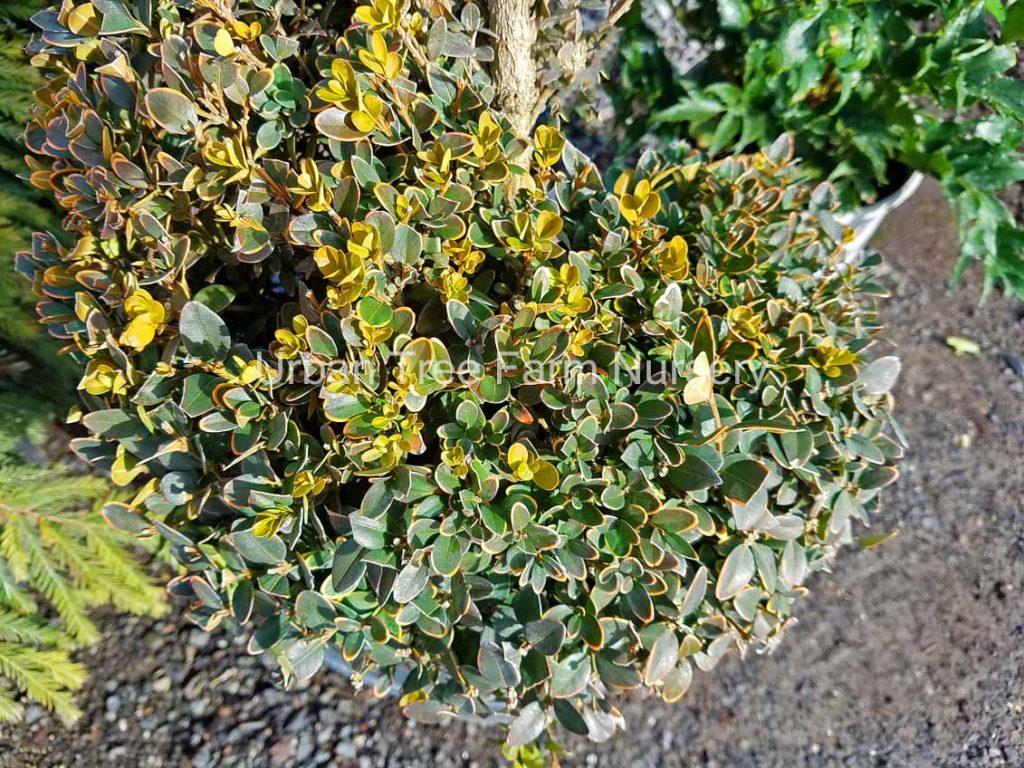 Buxus Microphylla Green Mountain Spiral - View 6 from www redcrocus com