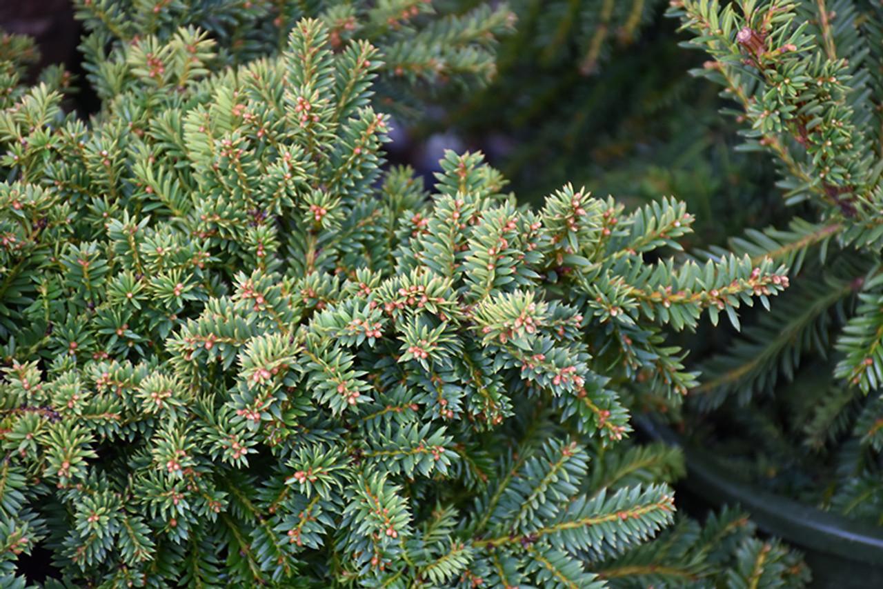 Taxus Cuspidata Monloo - View 10 from www redcrocus com
