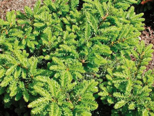 Taxus Cuspidata Monloo - View 11 from www redcrocus com