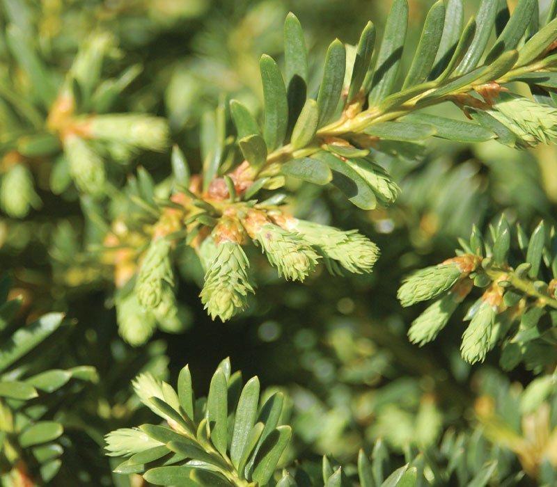 Taxus Cuspidata Monloo - View 12 from www redcrocus com
