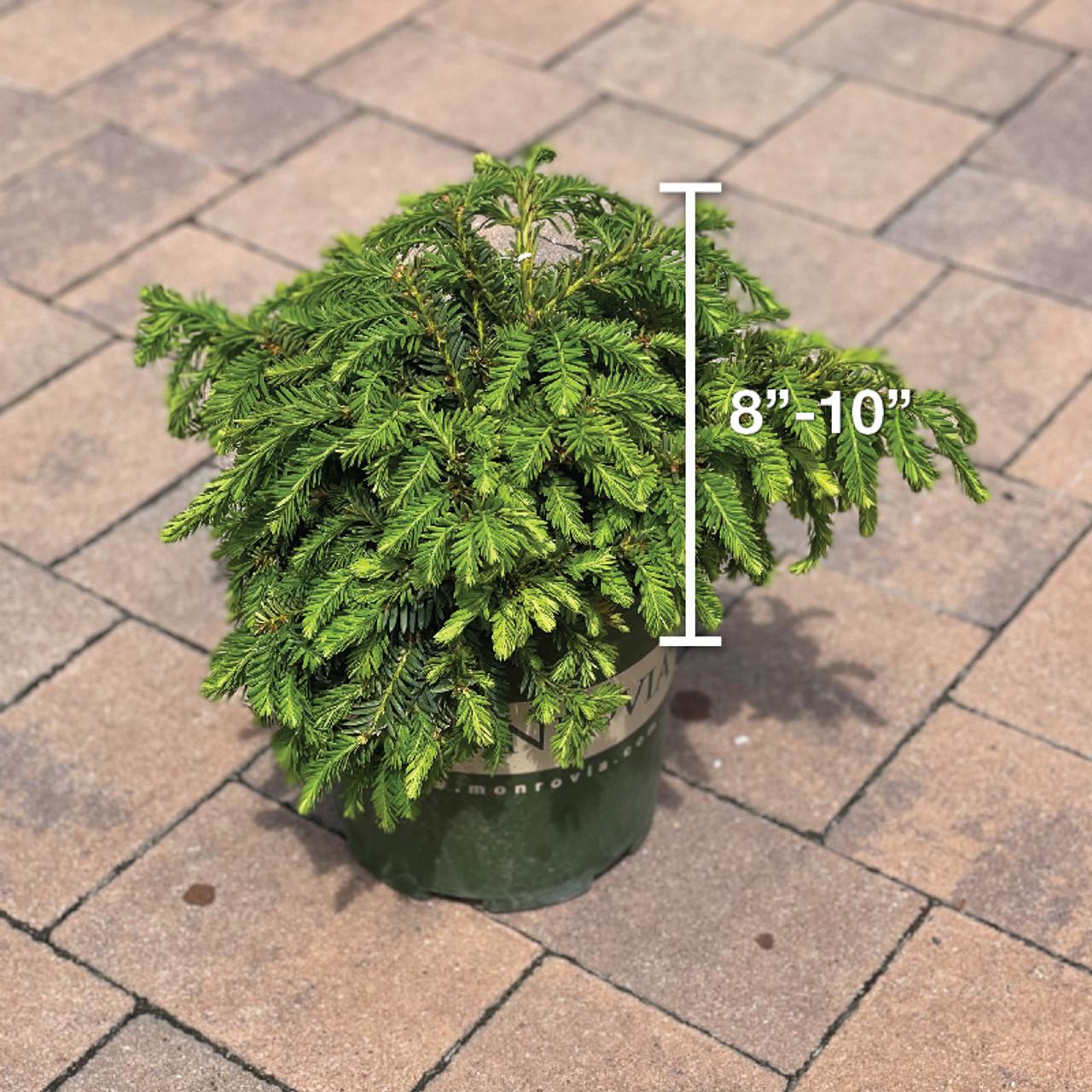 Taxus Cuspidata Monloo - View 16 from www redcrocus com