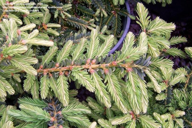 Taxus Cuspidata Monloo - View 17 from www redcrocus com