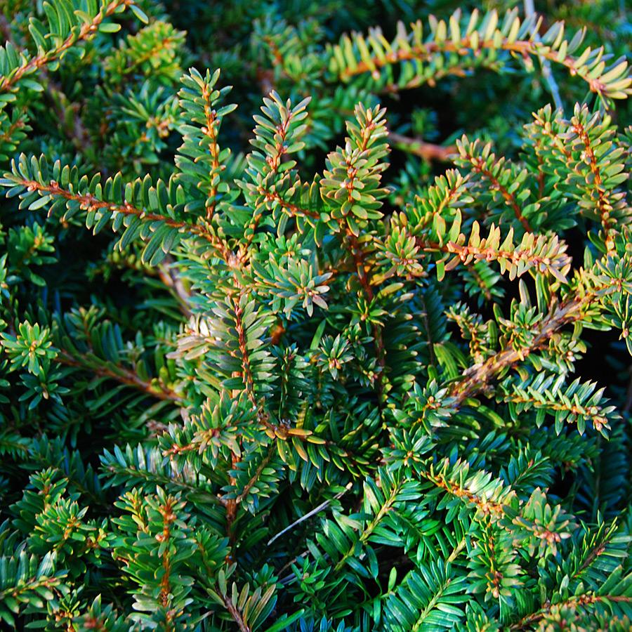 Taxus Cuspidata Monloo - View 1 from www redcrocus com