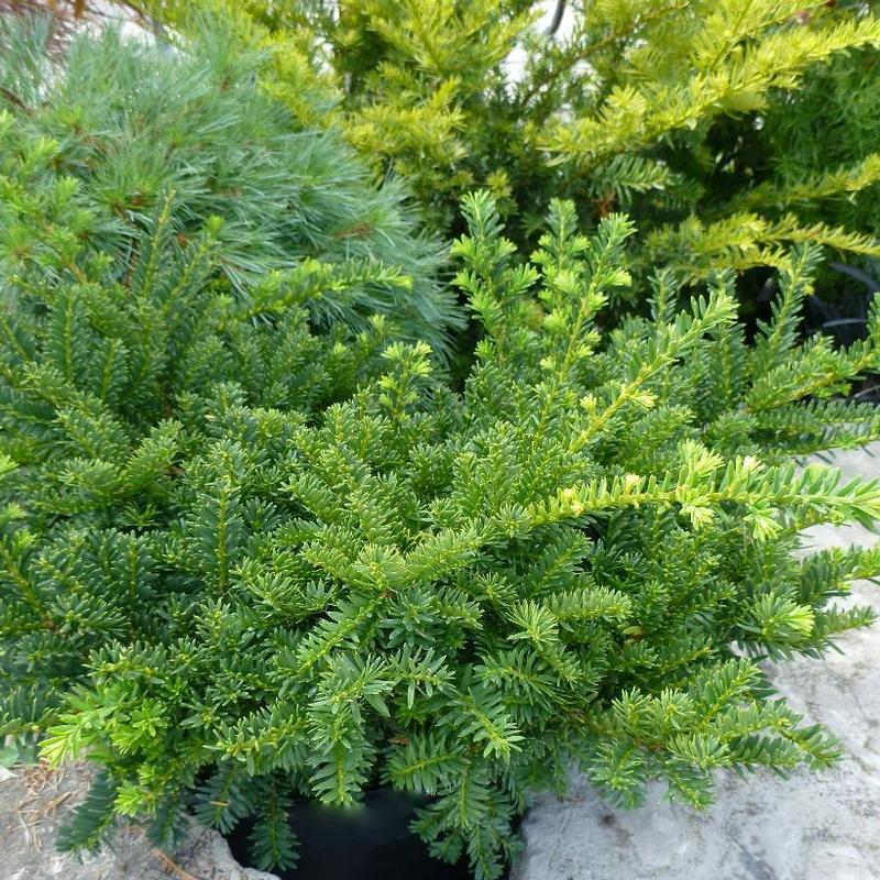 Taxus Cuspidata Monloo - View 3 from www redcrocus com