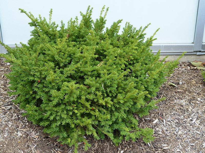 Taxus Cuspidata Monloo - View 4 from www redcrocus com