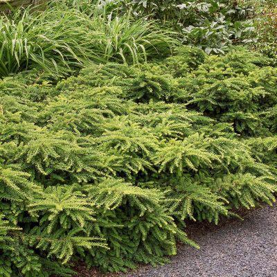 Taxus Cuspidata Monloo - View 5 from www redcrocus com