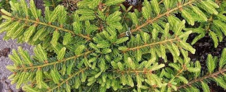 Taxus Cuspidata Monloo - View 6 from www redcrocus com