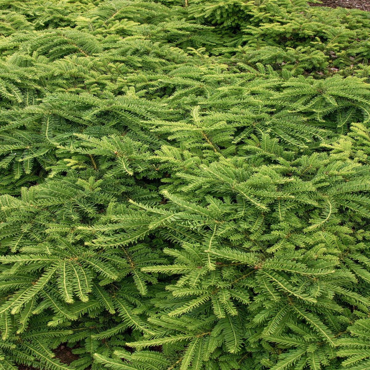 Taxus Cuspidata Monloo - View 7 from www redcrocus com