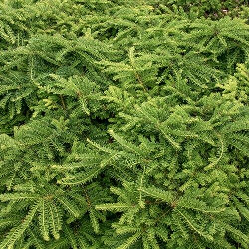 Taxus Cuspidata Monloo - View 8 from www redcrocus com
