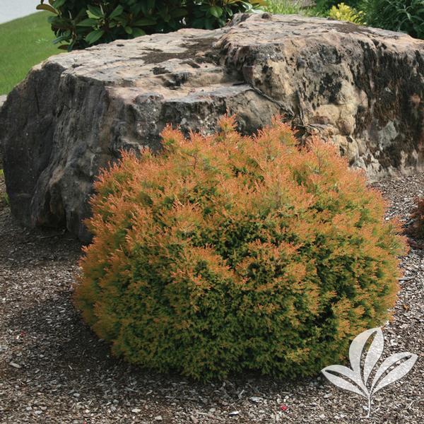Thuja Occidentalis Fire Chief - View 19 from www redcrocus com