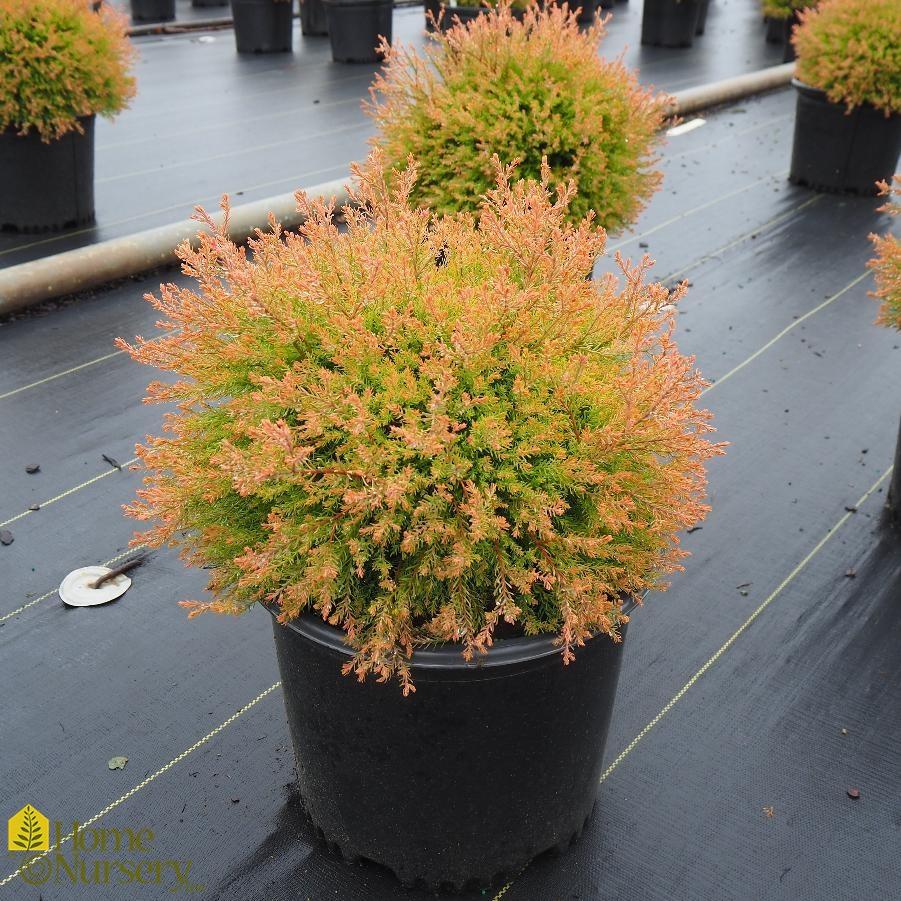 Thuja Occidentalis Fire Chief - View 2 from www redcrocus com