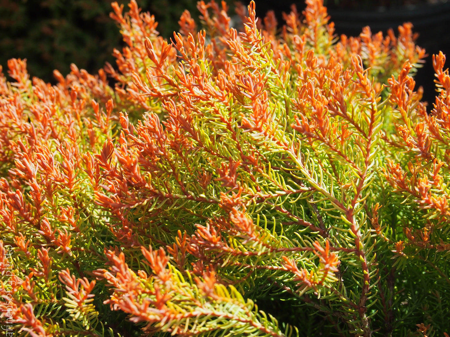Thuja Occidentalis Fire Chief - View 7 from www redcrocus com