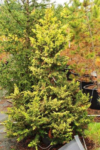 Chamaecyparis Obtusa 'aurea' - View 13 from www redcrocus com