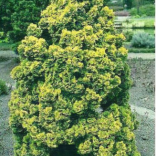 Chamaecyparis Obtusa 'aurea' - View 15 from www redcrocus com