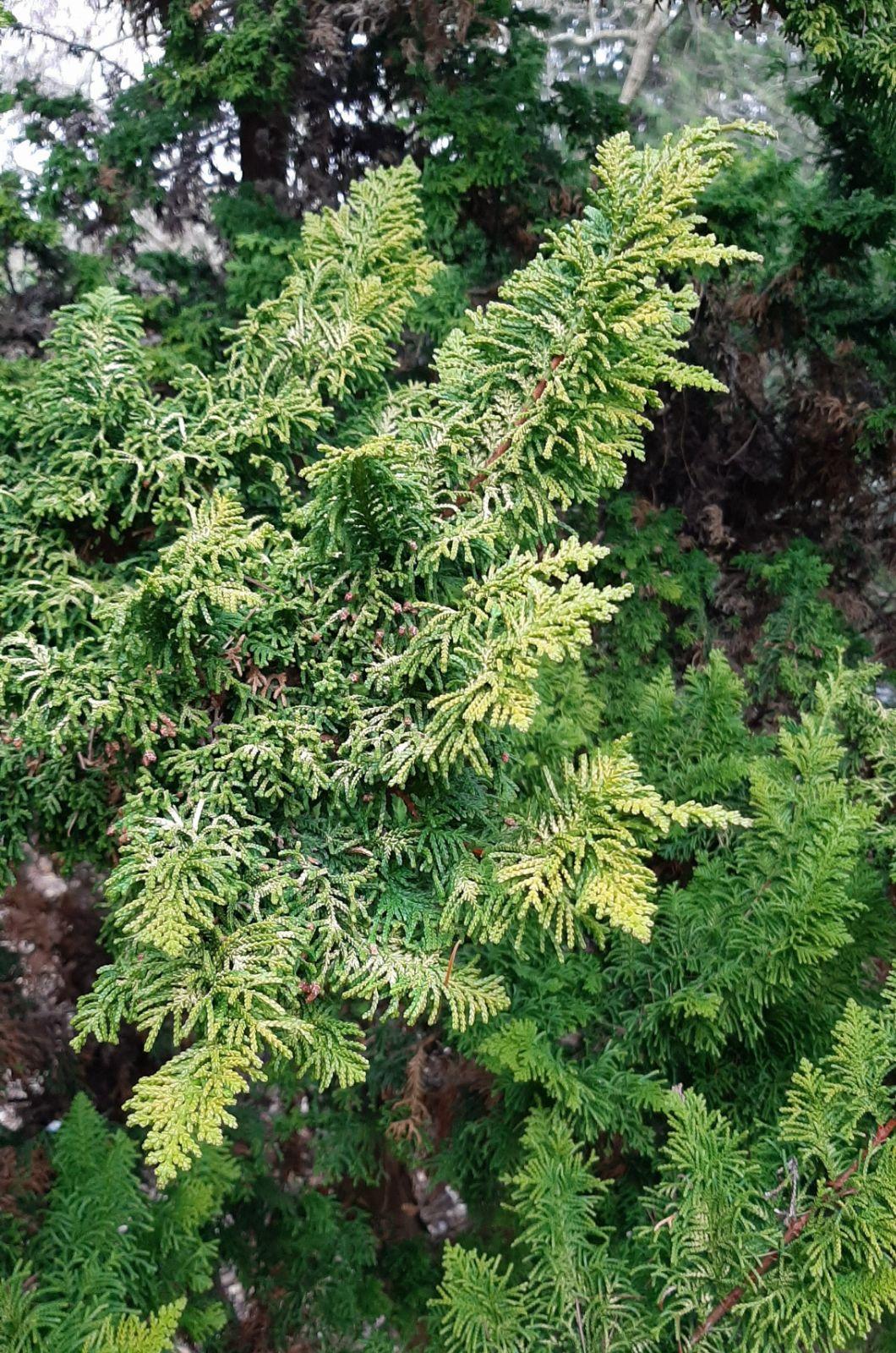 Chamaecyparis Obtusa 'aurea' - View 24 from www redcrocus com