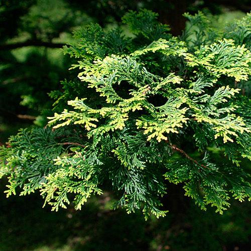 Chamaecyparis Obtusa 'aurea' - View 28 from www redcrocus com