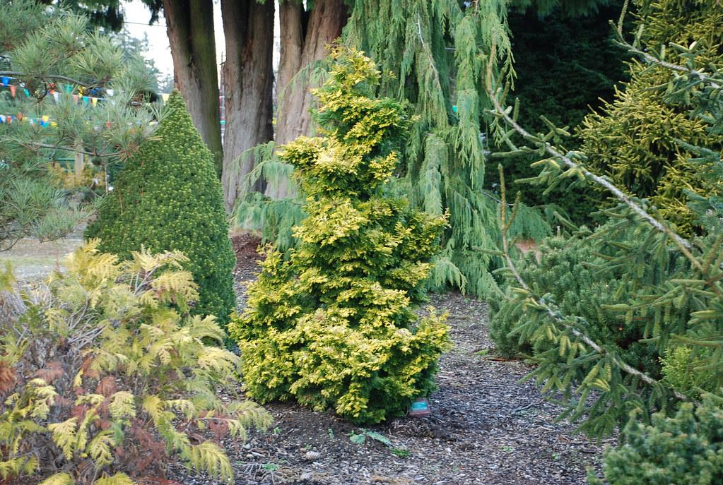 Chamaecyparis Obtusa 'aurea' - View 29 from www redcrocus com