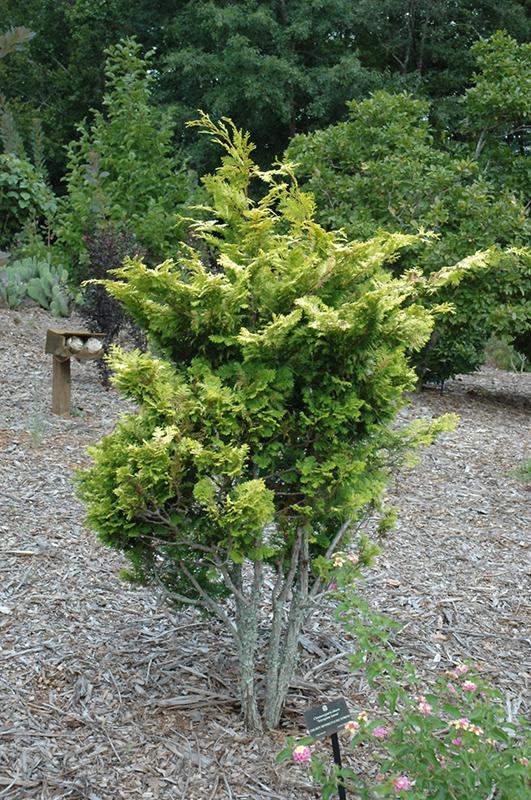 Chamaecyparis Obtusa 'aurea' - View 32 from www redcrocus com