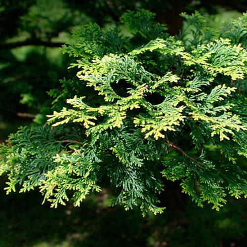Chamaecyparis Obtusa 'aurea' - View 33 from www redcrocus com
