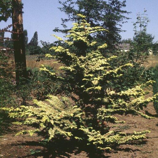 Chamaecyparis Obtusa 'aurea' - View 34 from www redcrocus com