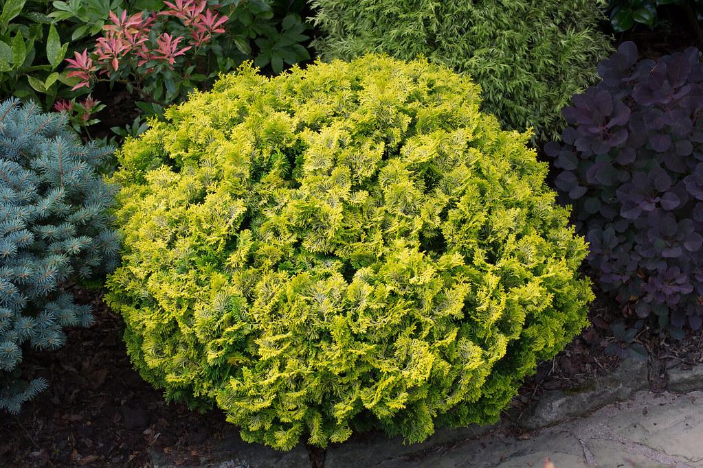 Chamaecyparis Obtusa 'aurea' - View 35 from www redcrocus com