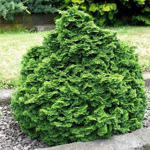 Chamaecyparis Obtusa 'aurea' - View 37 from www redcrocus com
