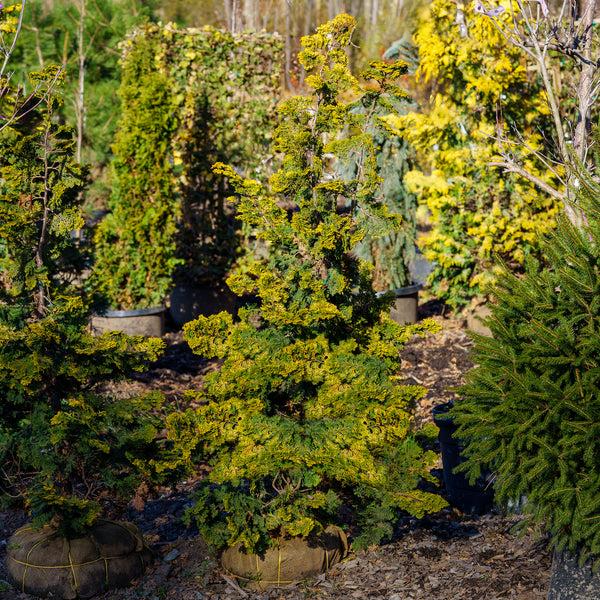 Chamaecyparis Obtusa 'aurea' - View 38 from www redcrocus com