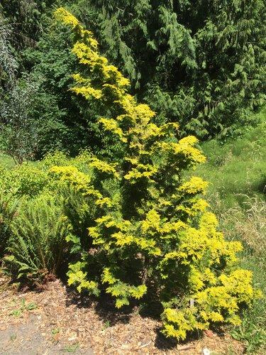 Chamaecyparis Obtusa 'aurea' - View 9 from www redcrocus com
