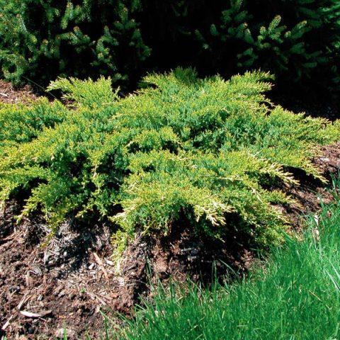 Juniperus Chinensis Daub S Frosted Standard - View 10 from www redcrocus com