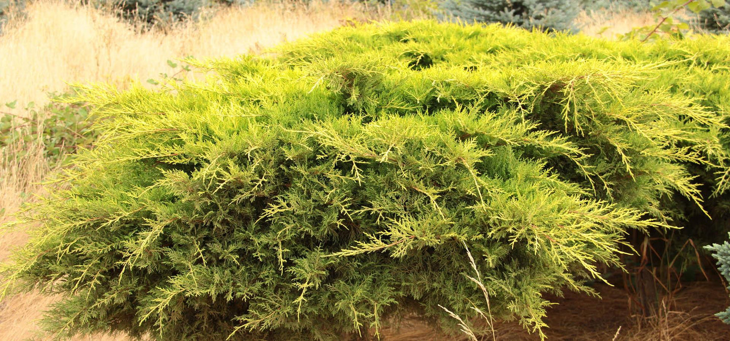 Juniperus Chinensis Daub S Frosted Standard - View 11 from www redcrocus com