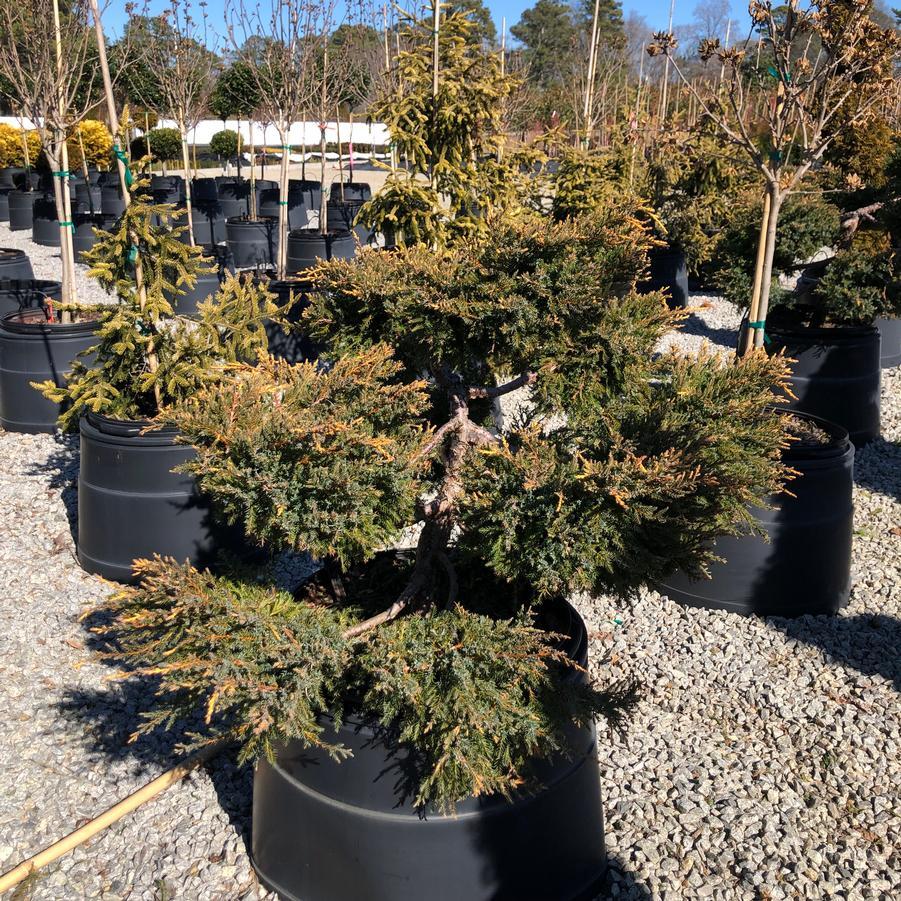 Juniperus Chinensis Daub S Frosted Standard - View 12 from www redcrocus com