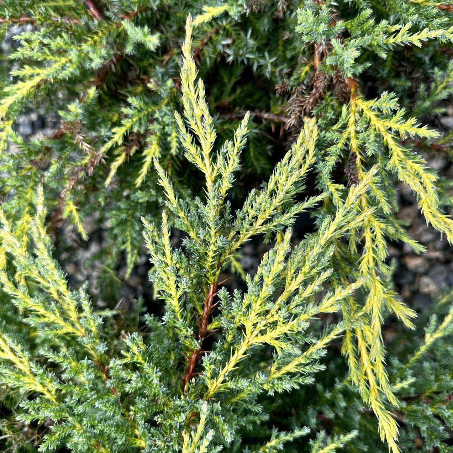 Juniperus Chinensis Daub S Frosted Standard - View 13 from www redcrocus com