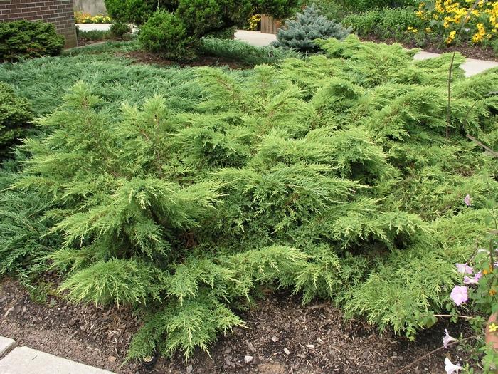 Juniperus Chinensis Daub S Frosted Standard - View 14 from www redcrocus com