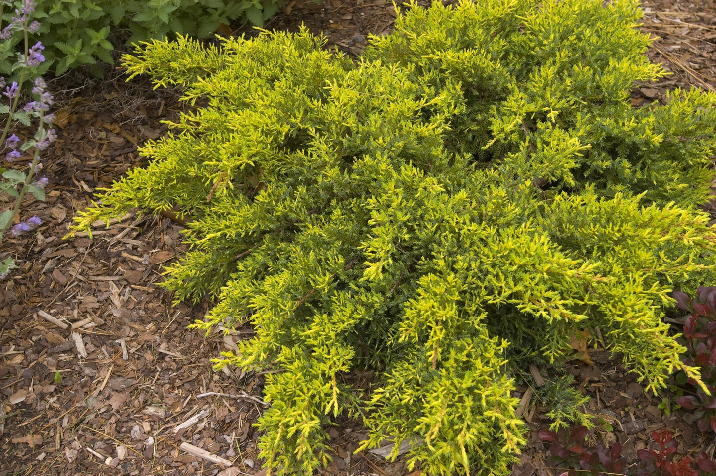 Juniperus Chinensis Daub S Frosted Standard - View 16 from www redcrocus com