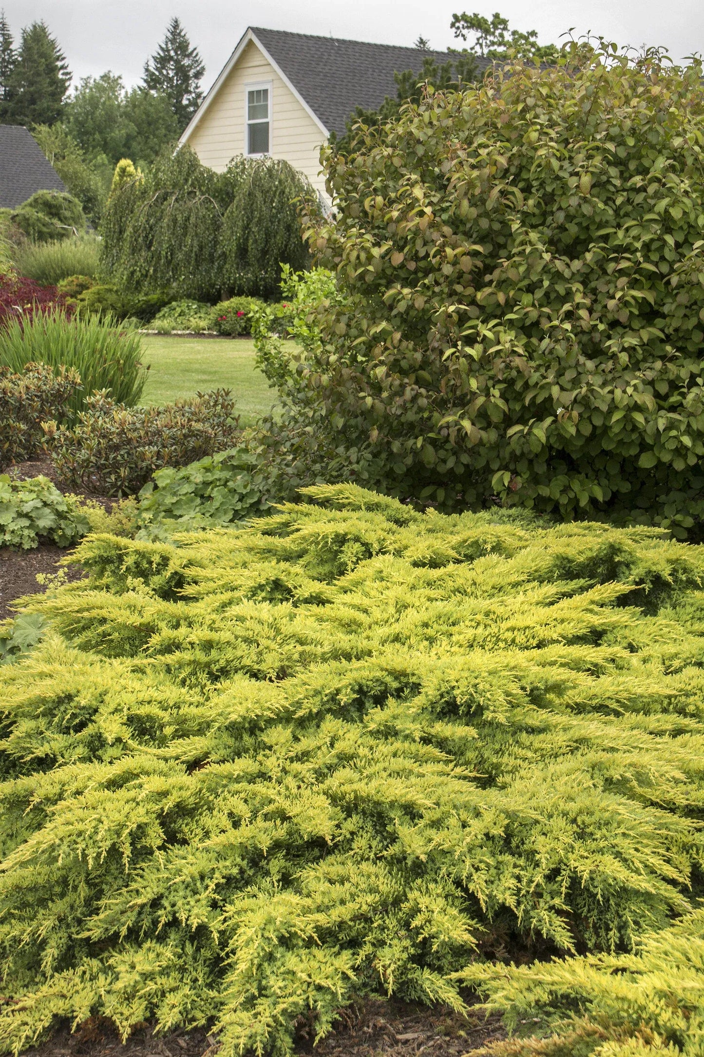 Juniperus Chinensis Daub S Frosted Standard - View 17 from www redcrocus com