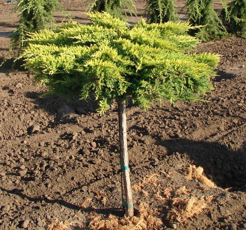 Juniperus Chinensis Daub S Frosted Standard - View 18 from www redcrocus com