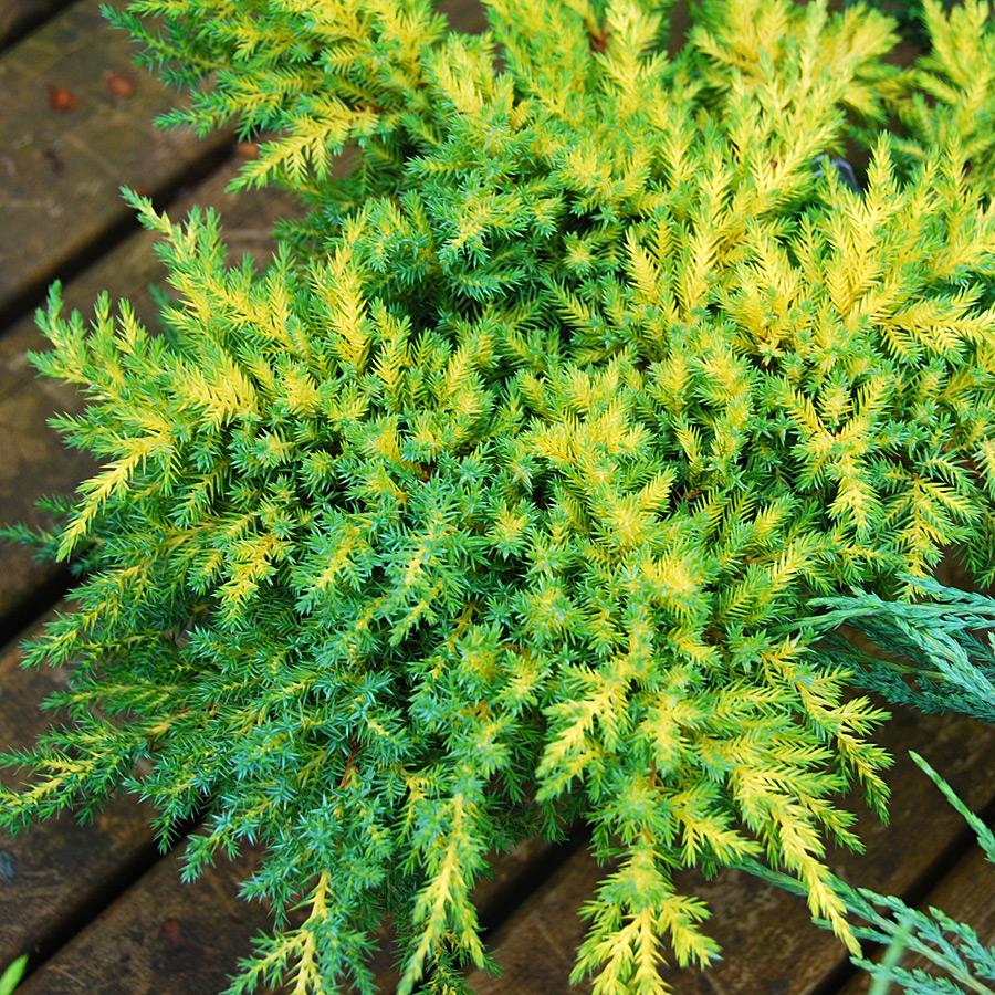 Juniperus Chinensis Daub S Frosted Standard - View 3 from www redcrocus com