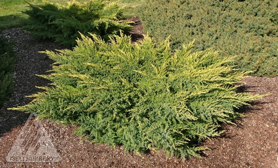 Juniperus Chinensis Daub S Frosted Standard - View 5 from www redcrocus com