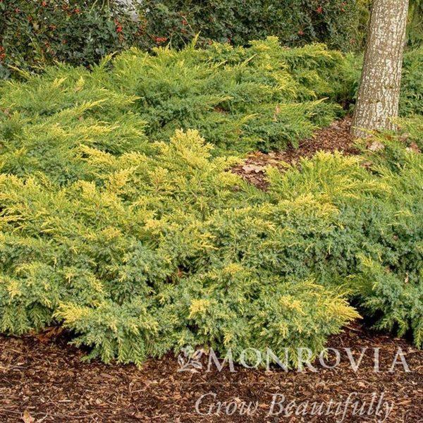 Juniperus Chinensis Daub S Frosted Standard - View 7 from www redcrocus com